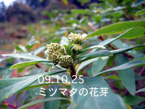 ミツマタの花芽03.10.25