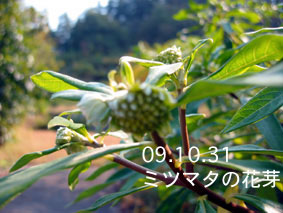 ミツマタの花芽03.10.31