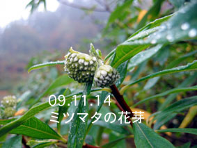 ミツマタの花芽03.11.14