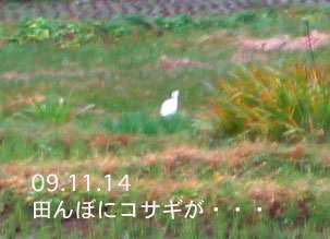 全景3コサギ-09.11.14