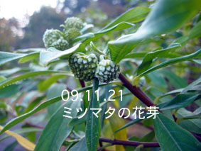 ミツマタの花芽03.11.21