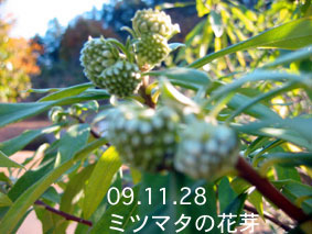 ミツマタの花芽09.11.28