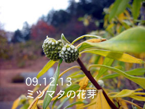 ミツマタの花芽09.12.13