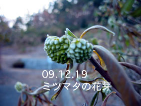 ミツマタの花芽09.12.19