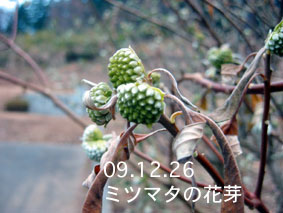 ミツマタの花芽09.12.26
