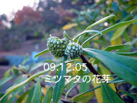 ミツマタの花芽09.12.05