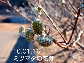 ミツマタの花芽10.01.16
