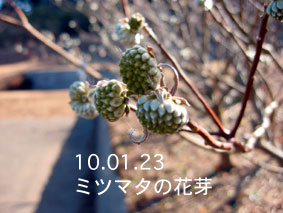 ミツマタの花芽10.01.23