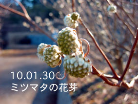 ミツマタの花芽10.01.30