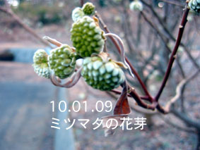 ミツマタの花芽10.01.09