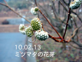 ミツマタの花芽10.02.13