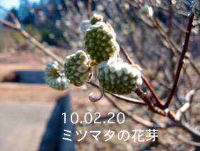 ミツマタの花芽10.02.20