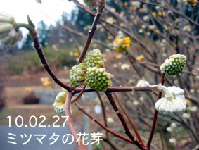 ミツマタの花芽10.02.27