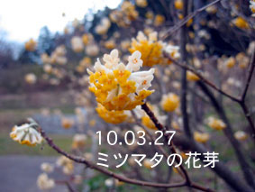 ミツマタの花芽10.03.27