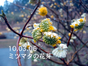 ミツマタの花芽10.03.06