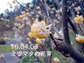 ミツマタの花芽10.04.03