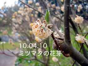ミツマタの花芽10.04.10