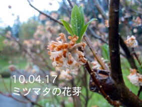 ミツマタの花芽10.04.17