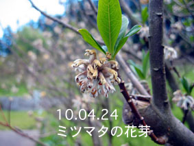 ミツマタの花芽10.04.24