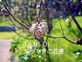 ミツマタの花芽10.05.01