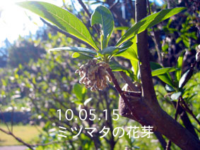 ミツマタの花芽10.05.15