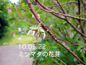 ミツマタの花芽10.05.22