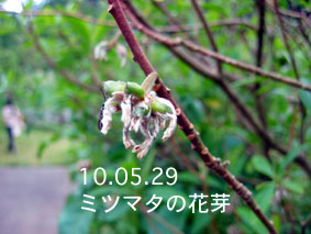 ミツマタの花芽10.05.29