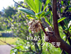 ミツマタの花芽10.05.08