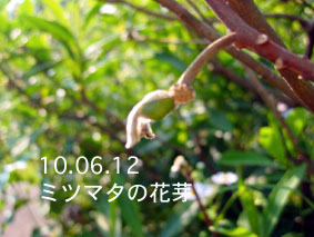 ミツマタの花芽10.06.12