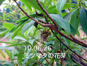 ミツマタの花芽10.06.26
