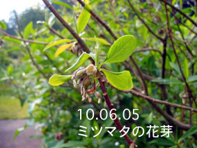 ミツマタの花芽10.06.05