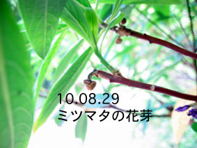 ミツマタの花芽10.08.29