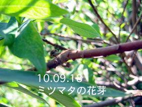 ミツマタの花芽10.09.18