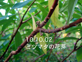 ミツマタの花芽10.10.02