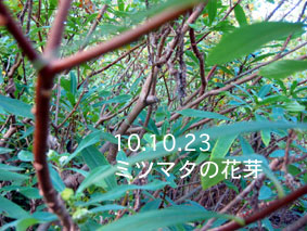 ミツマタの花芽10.10.23