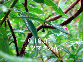 ミツマタの花芽10.10.09