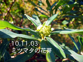 ミツマタの花芽10.11.03