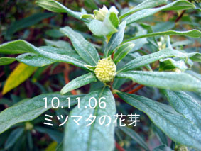 ミツマタの花芽10.11.06