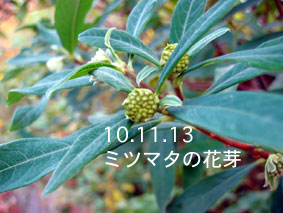 ミツマタの花芽10.11.13