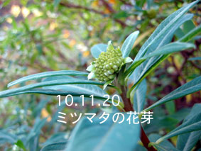 ミツマタの花芽10.11.20