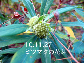 ミツマタの花芽10.11.27
