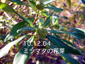 ミツマタの花芽10.12.04