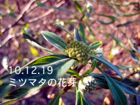 ミツマタの花芽10.12.19