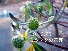 ミツマタの花芽10.12.25