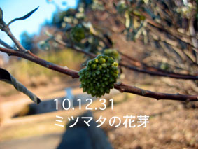 ミツマタの花芽10.12.31