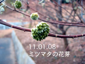 ミツマタの花芽11.01.08