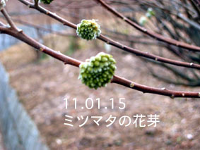 ミツマタの花芽11.01.15
