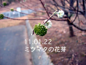 ミツマタの花芽11.01.22