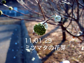 ミツマタの花芽11.01.29