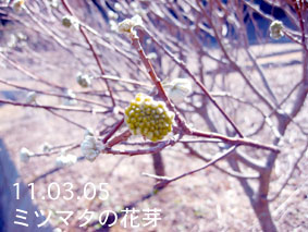 ミツマタの花芽11.03.05